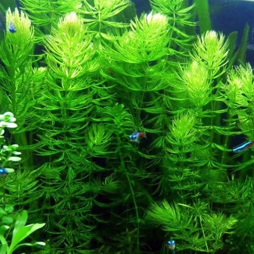 Aquatic Live Plants Combo Pack For Aquarium | Hornwort (Ceratophyllum Demersum) For Fish Tank, Shrimp Tank & Fish Pond